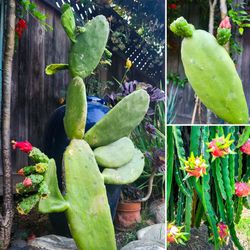 2x Large Optunia Nopales Prickly Pear Cactus + FREE Dragon Fruit Cuttings! 🌵