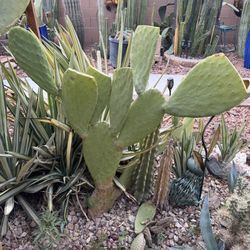 🌵 Prickly Pear Cactus 🌵 
