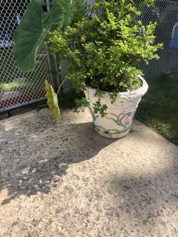PalmTrees For Sell 