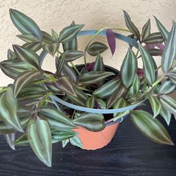 Big Beautiful Tradescantia Zebrina 🪴 
