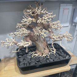 Live Aquatic Bonsai Plant Driftwood