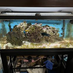 40 Gallon Saltwater Tank  And Fish
