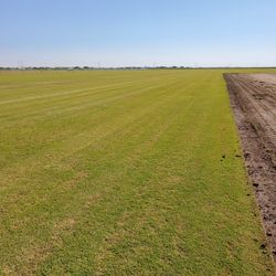 Grass Sod Sacate 