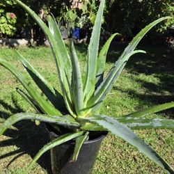 Aloe Vera Plant Medesinal 