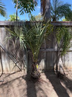 2 PALM TREES FOR SALE