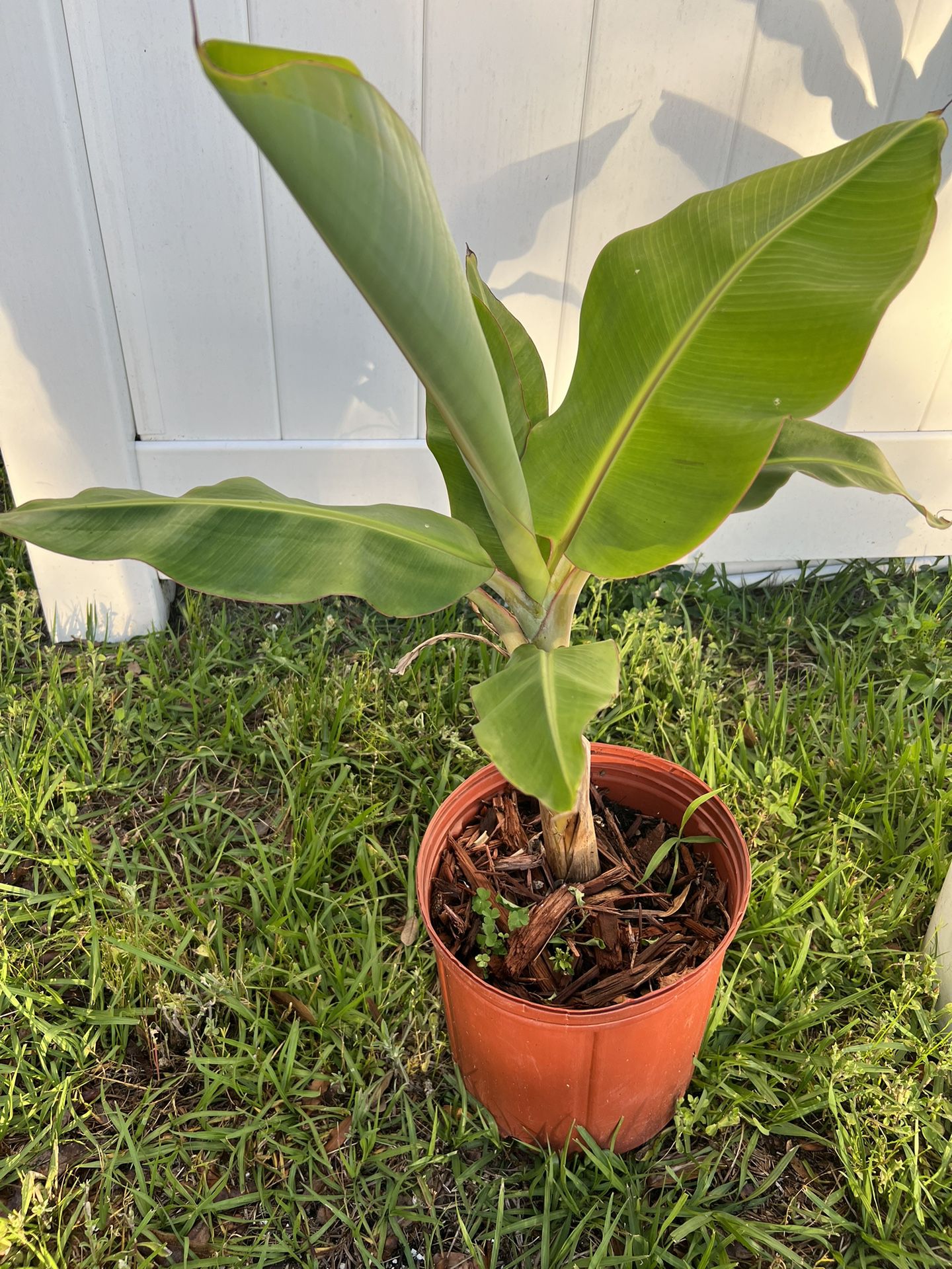 Dwarf Banana Tree Plant In A Pot