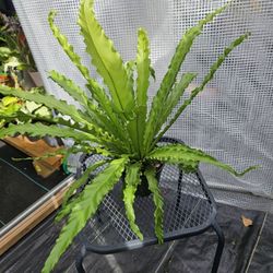 Bird's Nest Ferns 6 "Pot Live Plants 