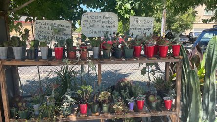 Plants, succulents and cactus,
