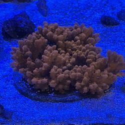 Corals For Sale/Trade