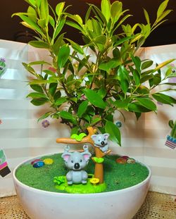 Koala mini garden 🐨