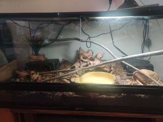 Ball python+enclosure