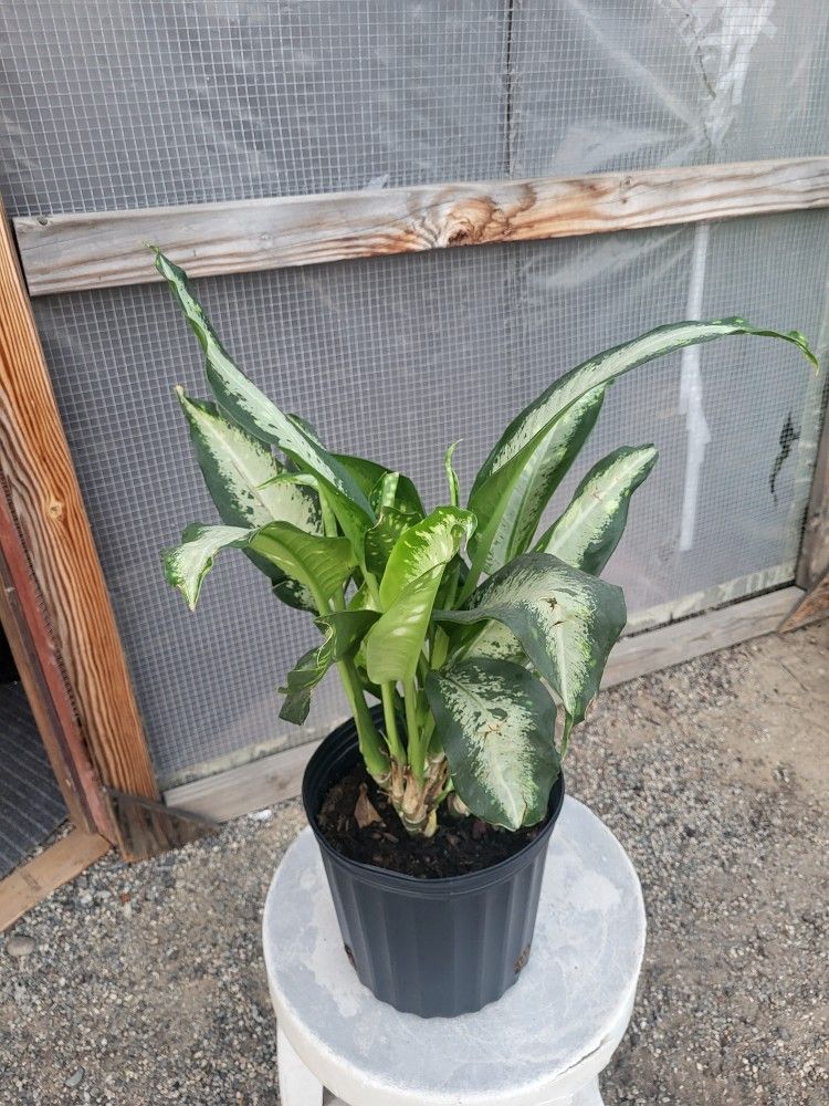 Dumbcane Plant 10" Nursery Pot $10 Each