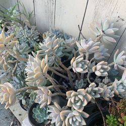Succulents Plant
