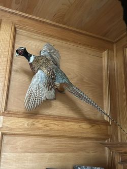 Flying pheasant mount