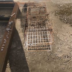 Raccoon Trap