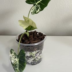 Alocasia Frydek Variegated