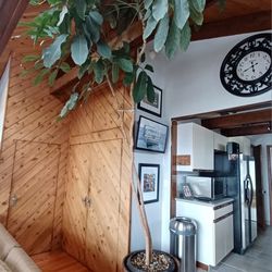 large 12' tall Schefflera arboricola tree plant with pot. 