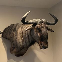 African Wildebeest Trophy Shoulder Mount Hunted In The Limpopo Province Of South Africa