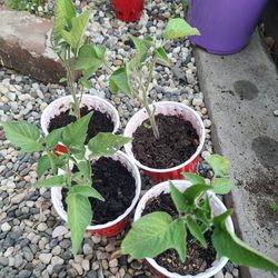 Cherry Tomatoe Plants