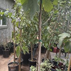 Black Mission Fig Trees In 15 Gallón 6F And 4 1/2 The Tall $75 And $65 Each Price Firm