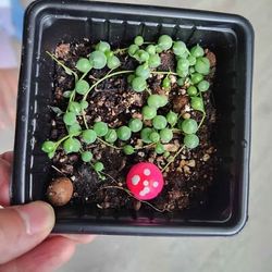 String of Pearls