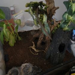 Terrarium 