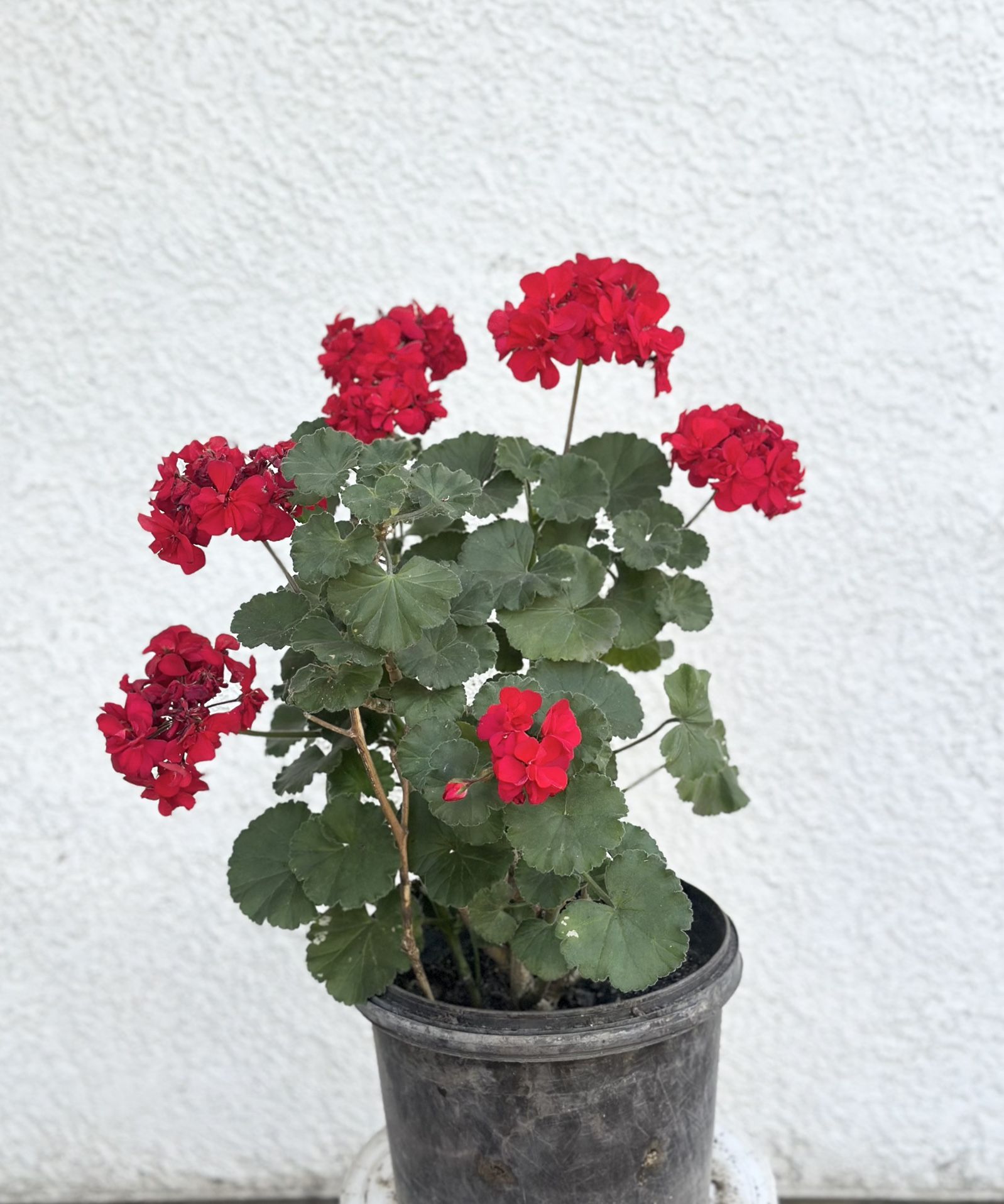 Geranium Flower Plant (Red)