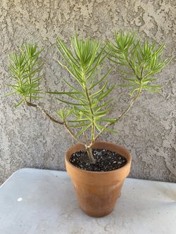 24” Lemon Bean Bush/Senecio barbertonicus Small Tree