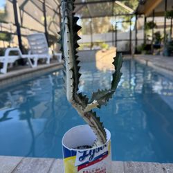 VARIEGATED CATHEDRAL CACTUS 🌵 🌵 🌵 