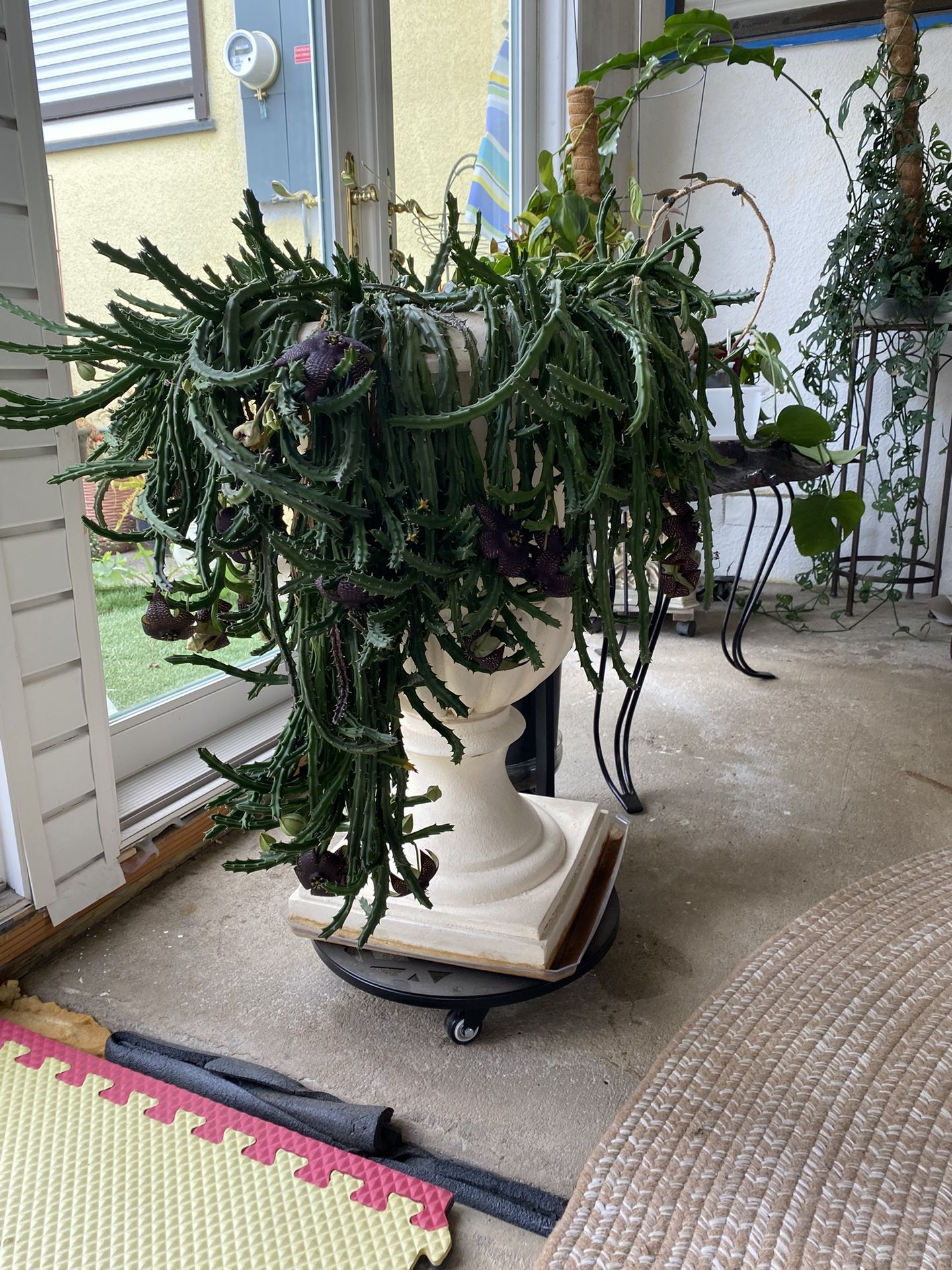 Huge Pot With Flowers/ Currently In Bloom/ Stapelia Drandiflora And Stapelia Star Fish