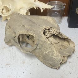 Old Cow Skull
