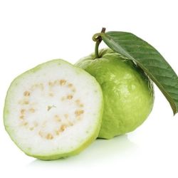 Guava Plant For Sale