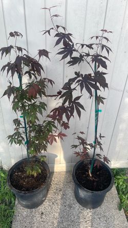 Japanese maple $40 each