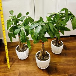 Braided Money Tree Live Plant In Ceramic Pot $13/each