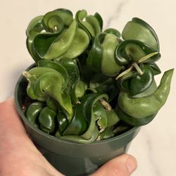Hoya Hindu Rope