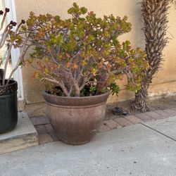 Potted Jade Plant 