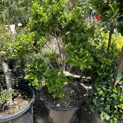 Japanese boxwood topiary bonsai 