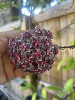 planta de hojas carnosa
