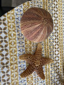 Starfish and sponge