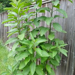 Bitter Leaf 🍃 Plants 