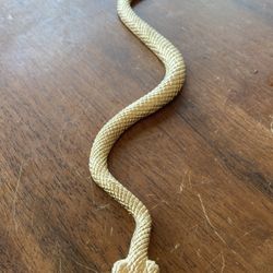Gold snake 