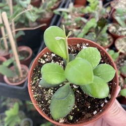 Hoya Panchoi