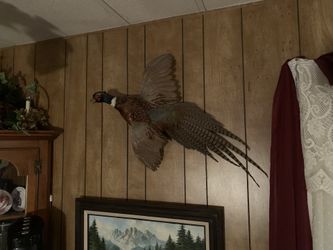 Taxidermied animals for sail