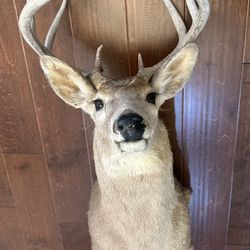 8 Pt Buck Deer Mount