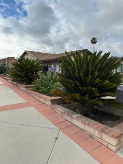 Palm brush