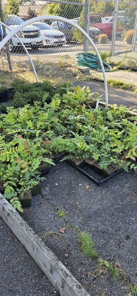 Plants For Sale (Mahonia)