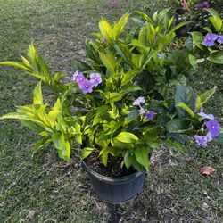 YESTERDAY TODAY & TOMORROW (7 Gallon Pot) Healthy & Beautiful Plant With Gorgeous Flowers 