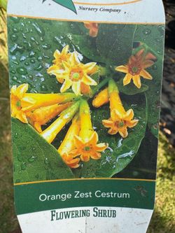Orange Zest Cestrum shrub