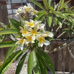 Yellow And White Plumeria