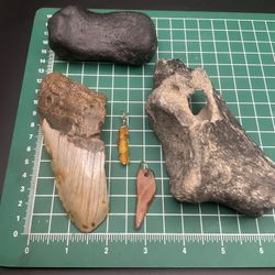 Petrified Collection 